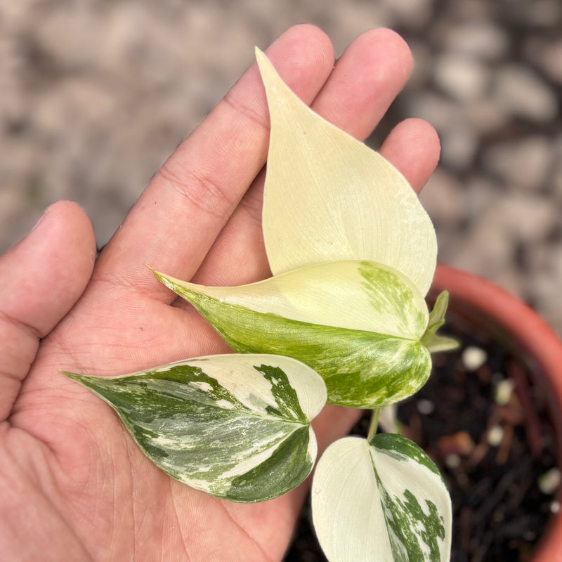 Philodendron hederaceum albo variegated