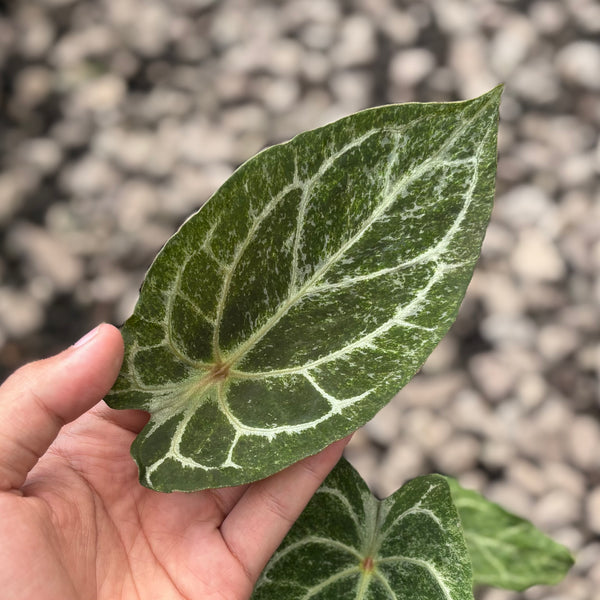 Anthurium red spider platinum variegated