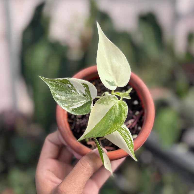 Philodendron hederaceum albo variegated