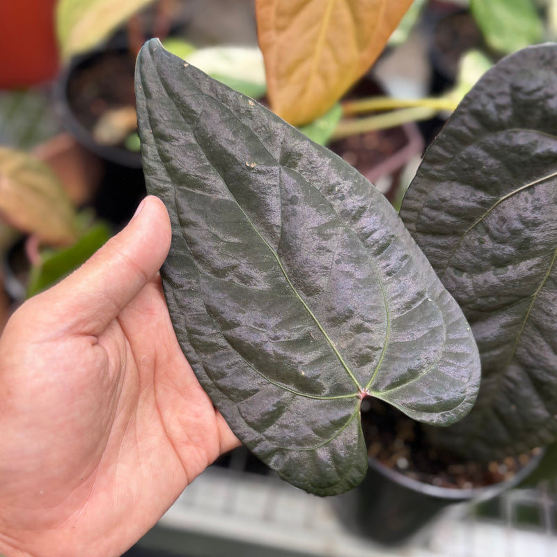 Anthurium AOS dark form x RVDP