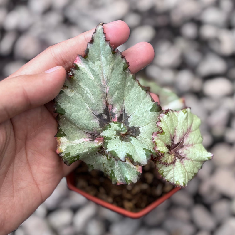 Begonia rex snail / ‘escargot’ silver variegated