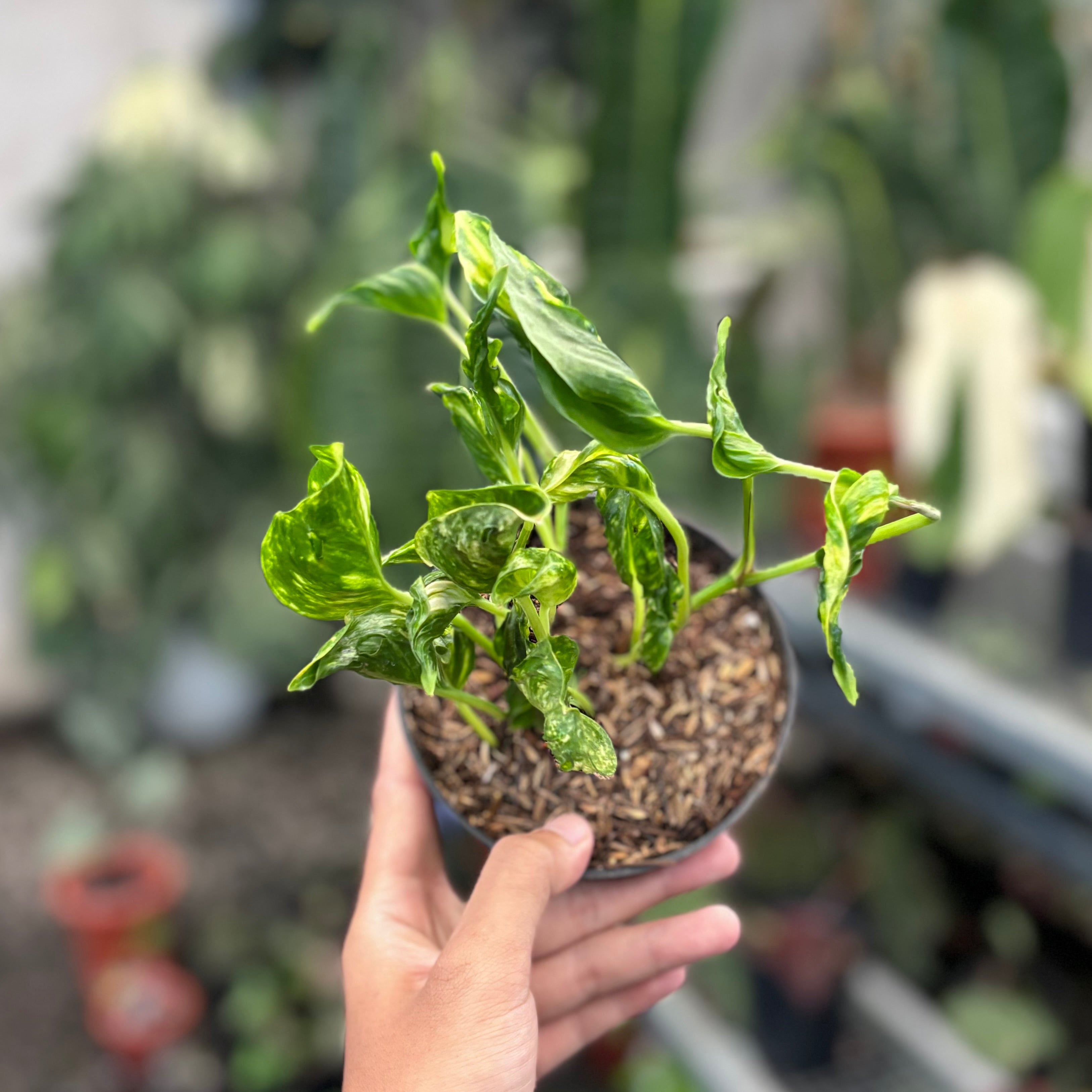 Epipremnum shangri la variegated