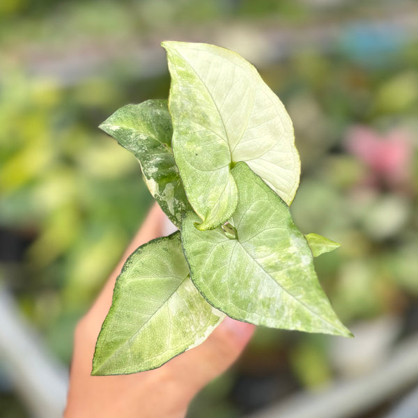 Syngonium white butterfly variegated