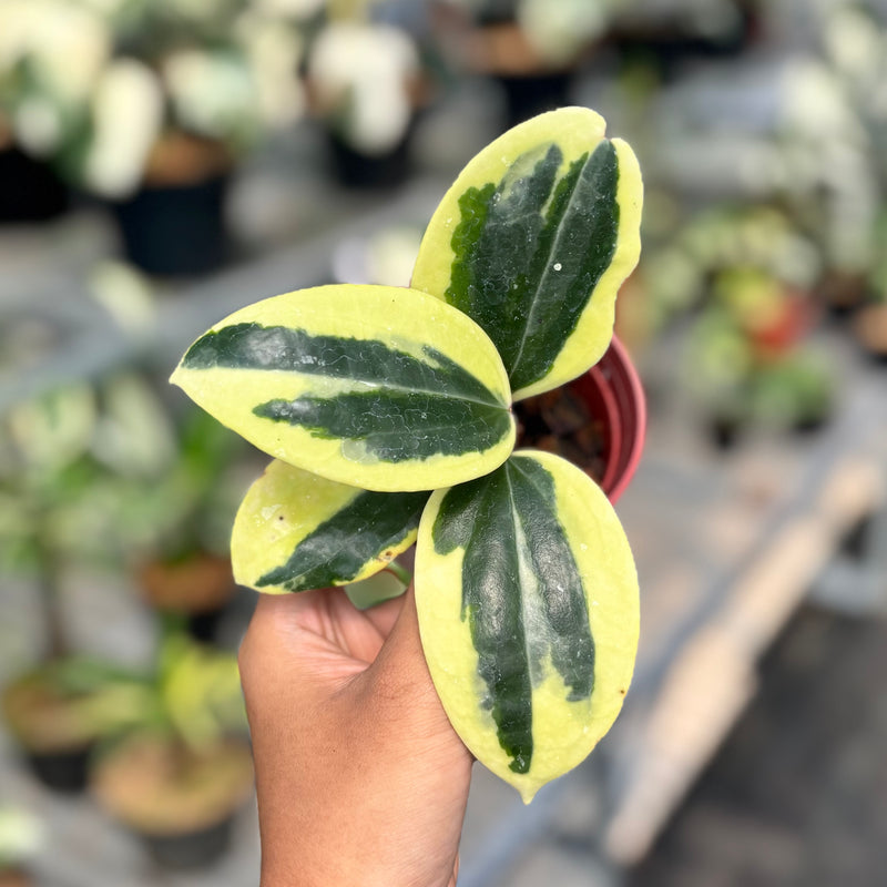 Hoya latifolia roundleaf albomarginata