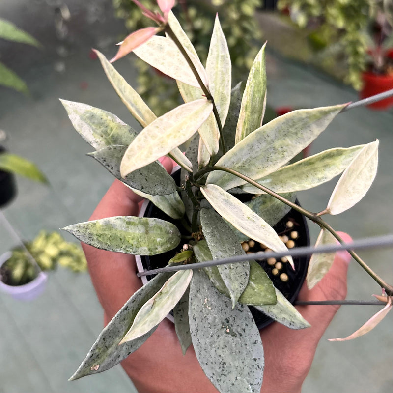 Hoya lacunosa winter pandora