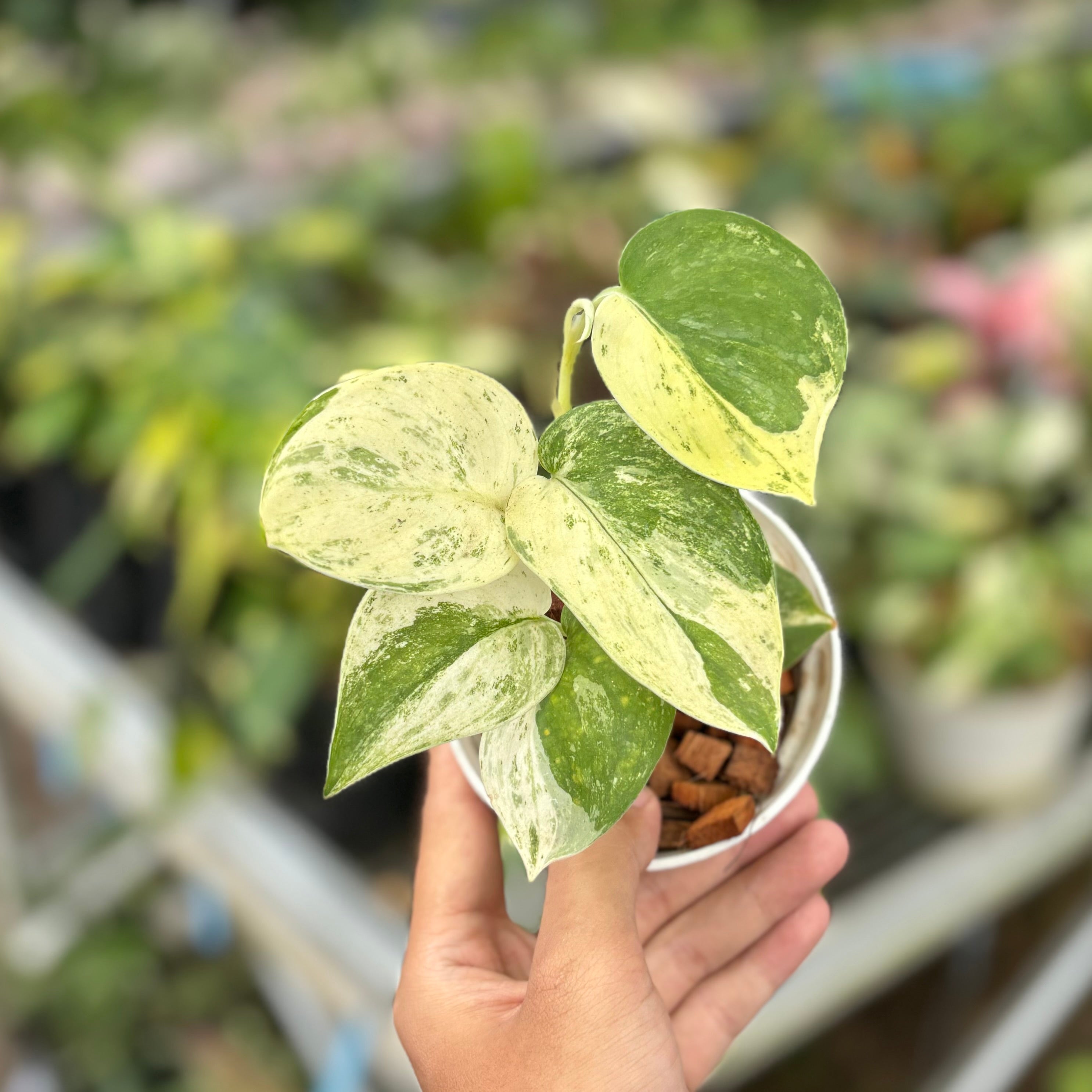 Scindapsus halimun Sp Cisangku