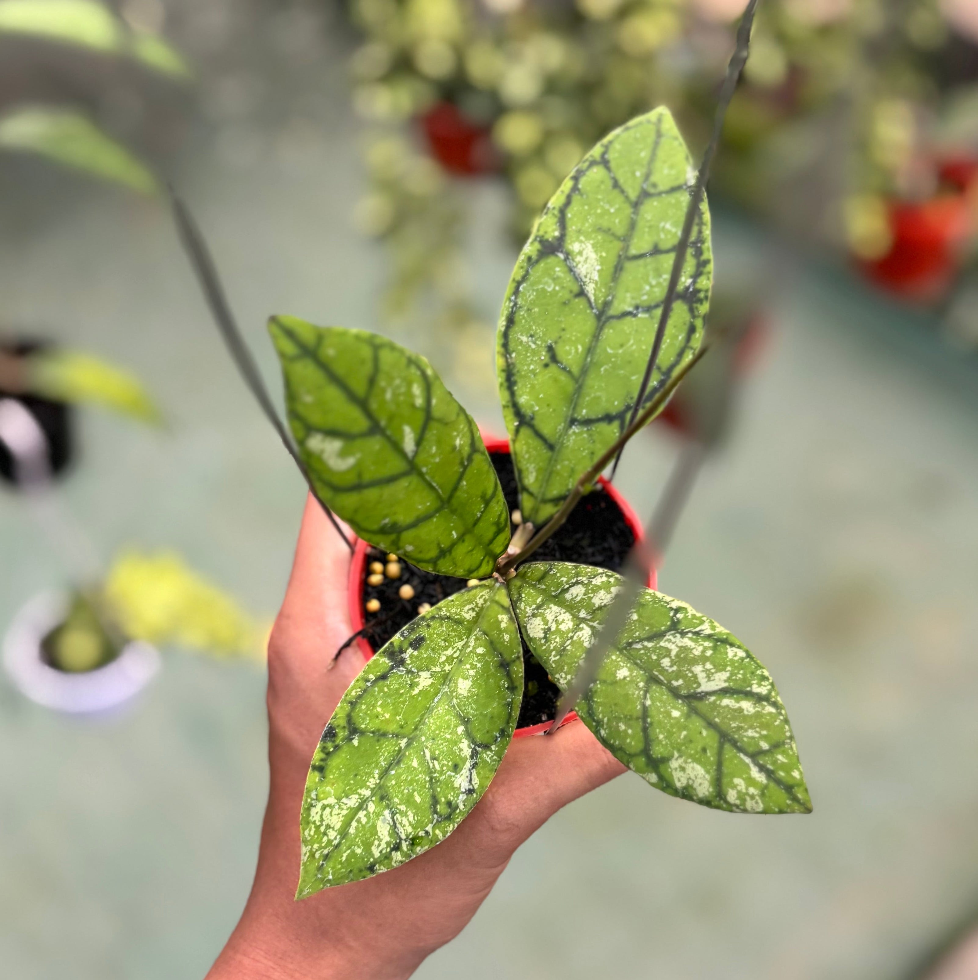 Hoya callistophylla splash