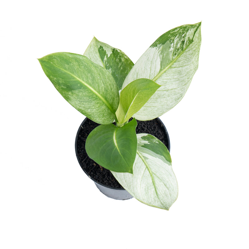 Dieffenbachia Round Leaf Albo Variegated