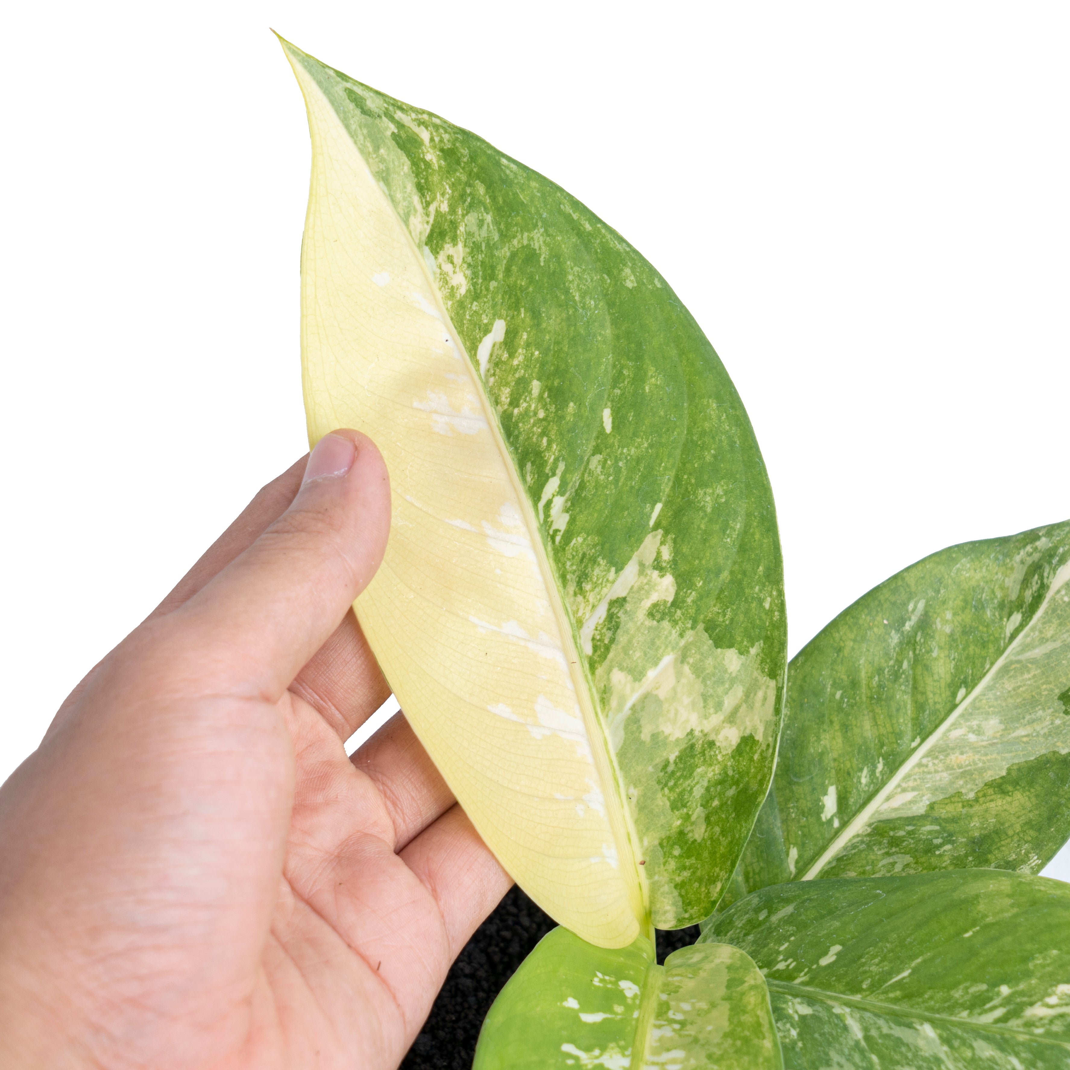Dieffenbachia Albo Variegated