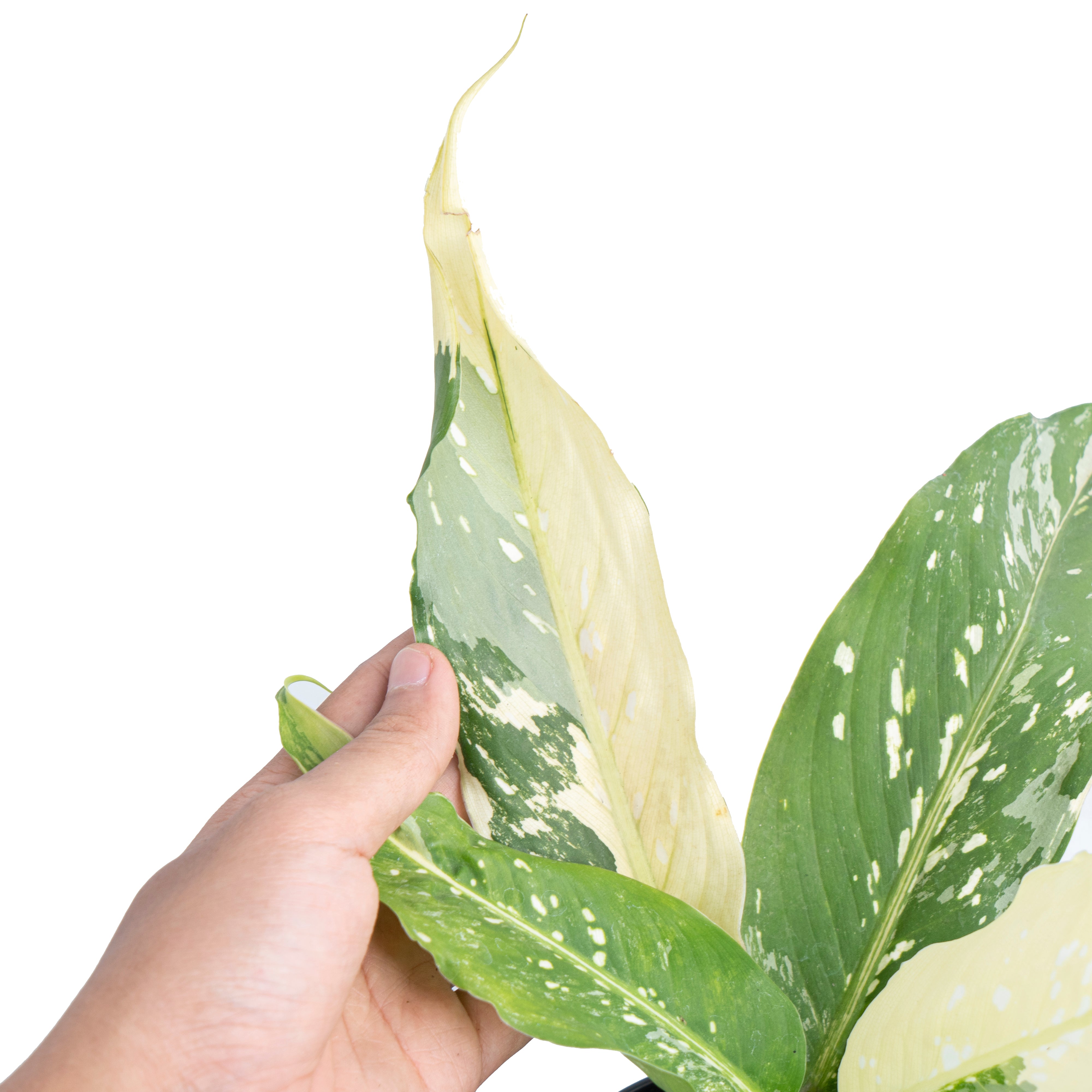 Dieffenbachia Narrow Albo Variegated