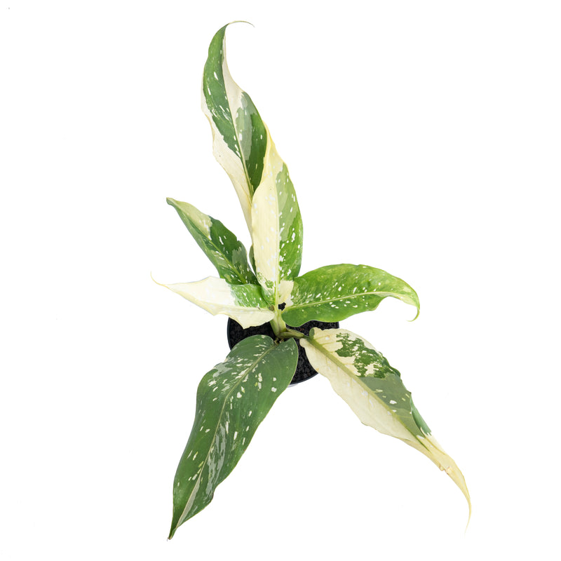 Dieffenbachia Narrow Albo Variegated