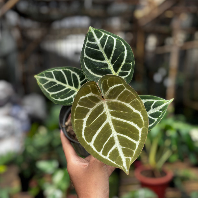 Anthurium KOS/HU (King of spades) x Red crystallinum