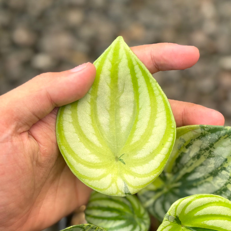 Peperomia watermelon variegated