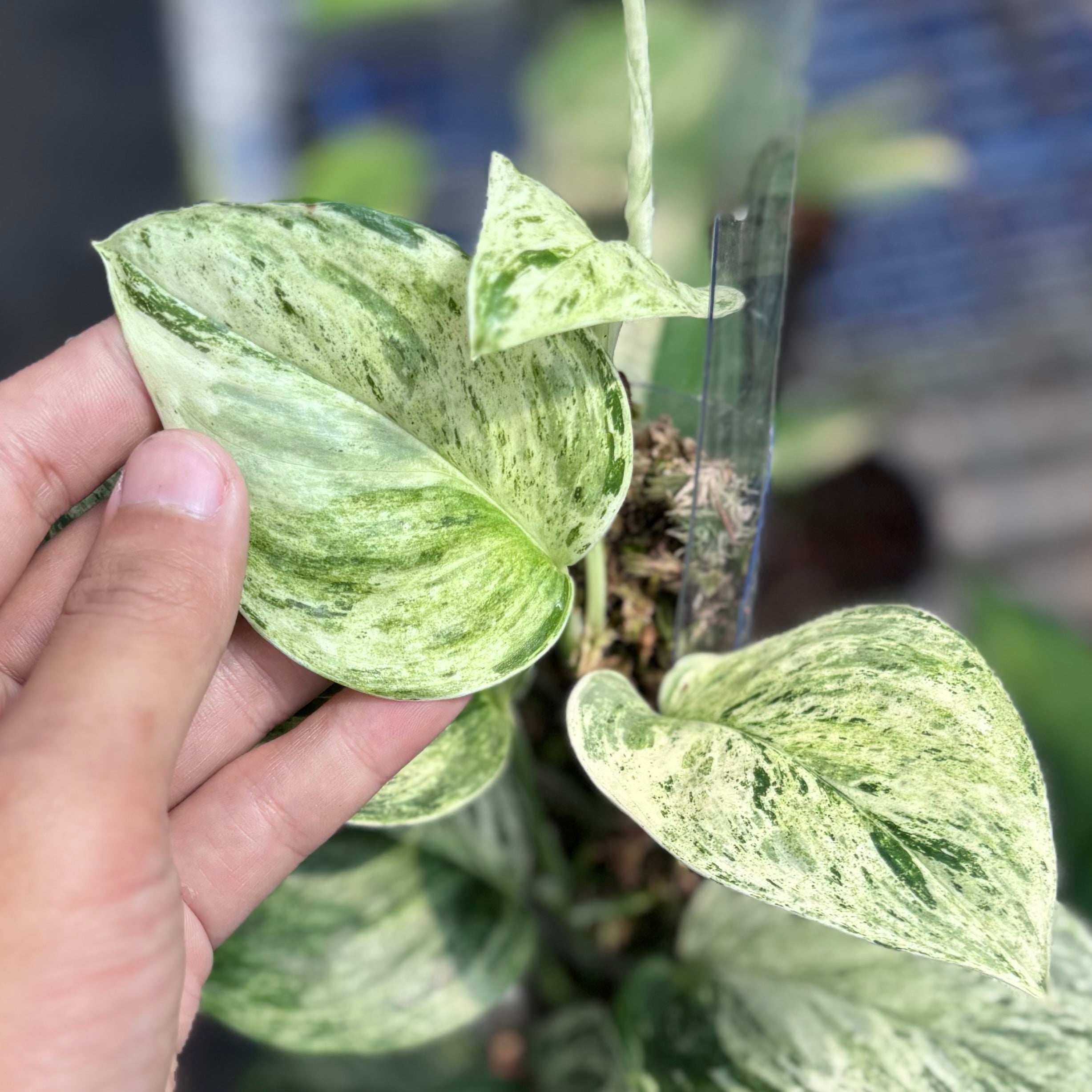 Scindapsus treubii moonlight marble variegated - vining