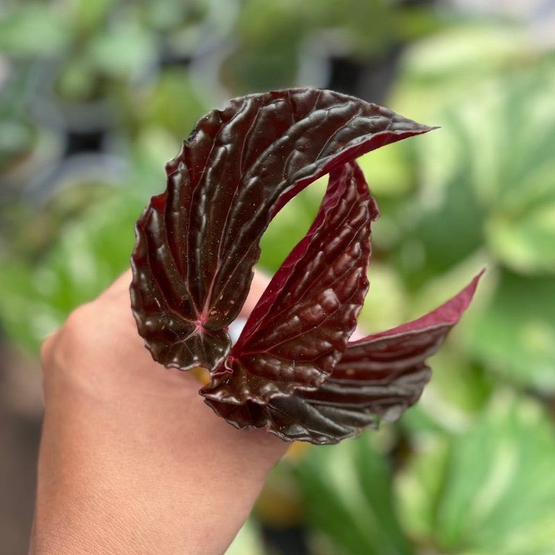 Begonia blood of black Sp Borneo