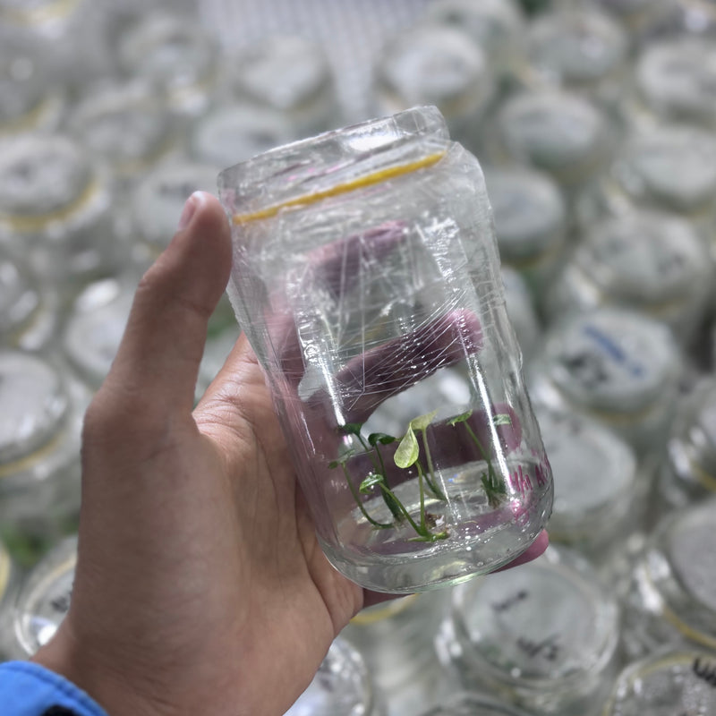 Alocasia sinulata variegated - Tissue culture