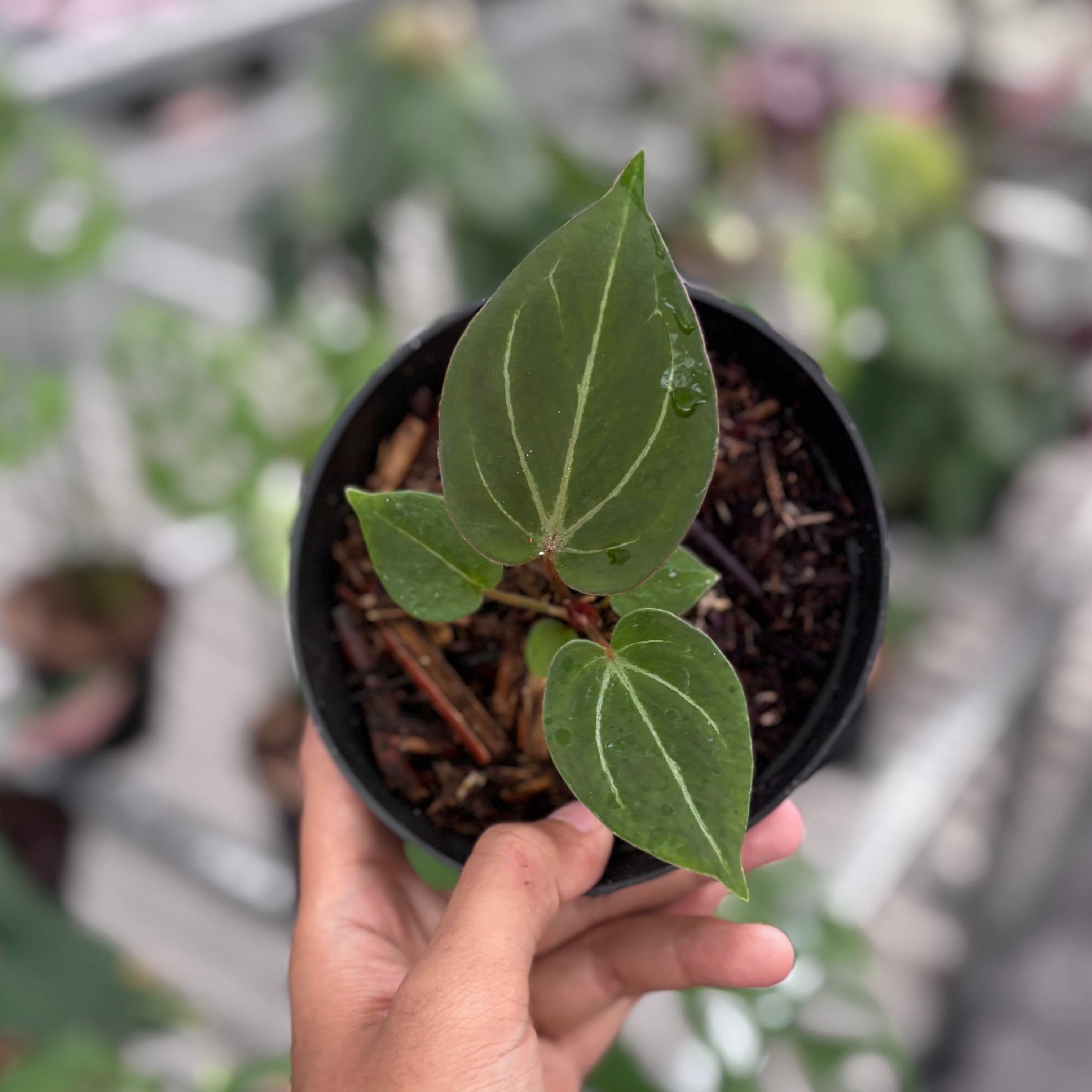 Anthurium king of spades - seedling