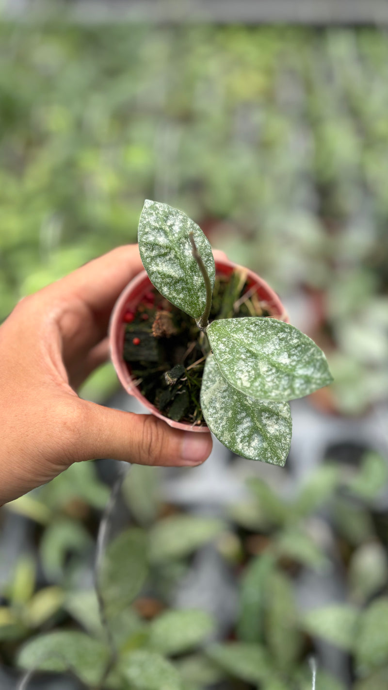 Hoya rundumensis splash