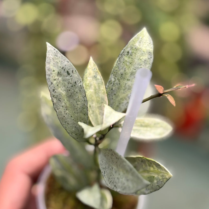 Hoya lacunosa winter pandora