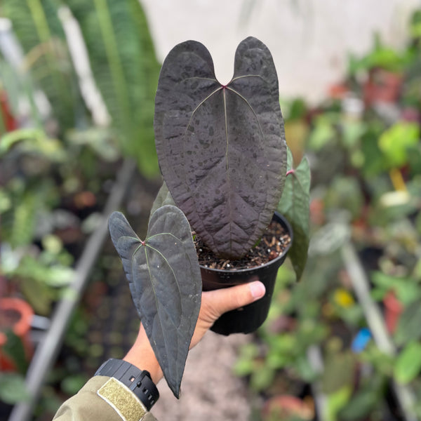 Anthurium AOS dark form x RVDP
