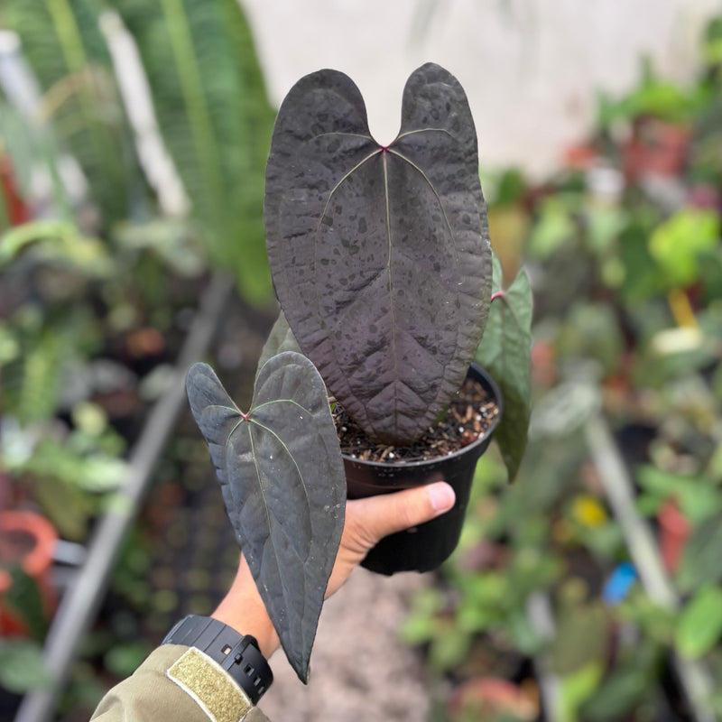 Anthurium AOS dark form x RVDP