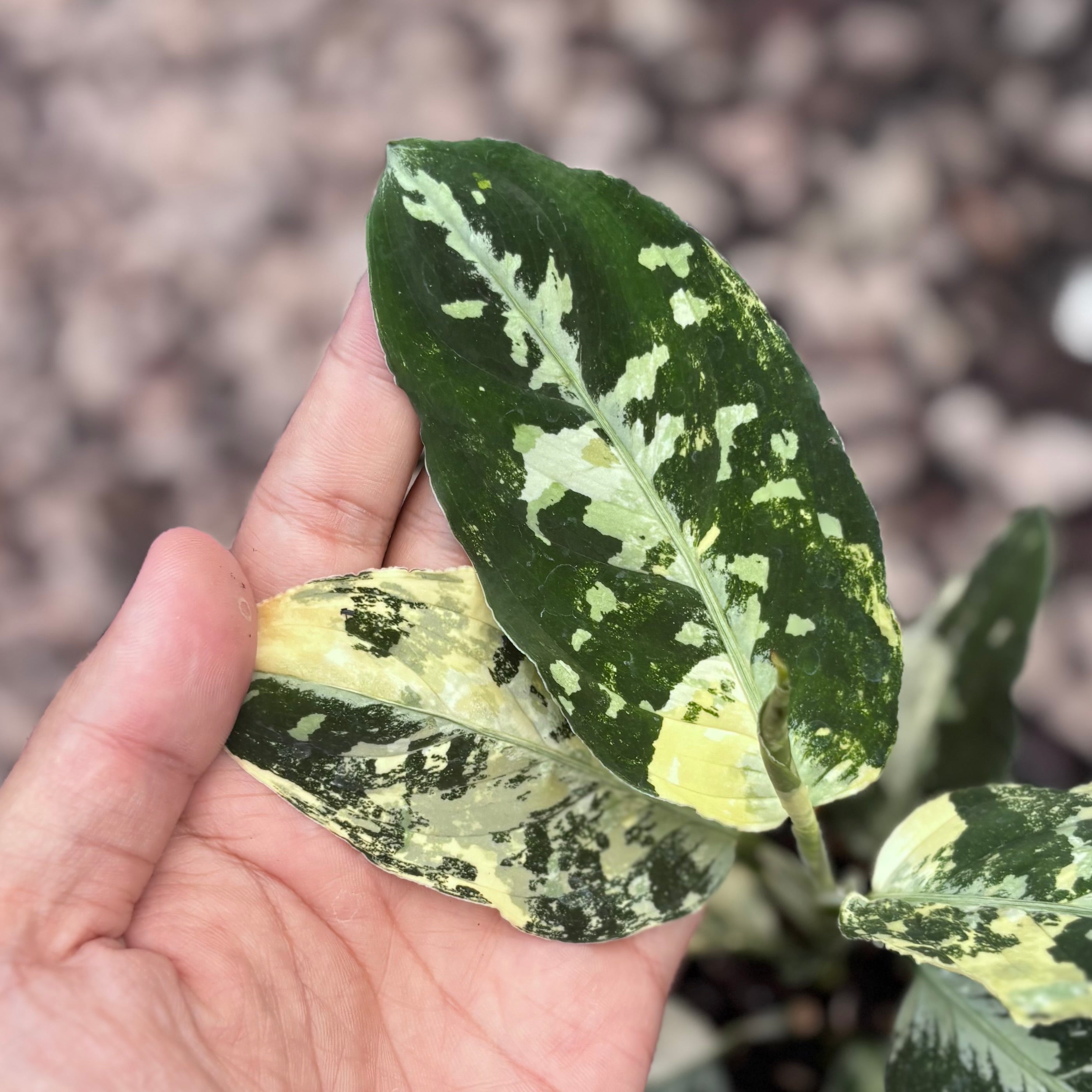 Aglaonema pictum bicolor variegated