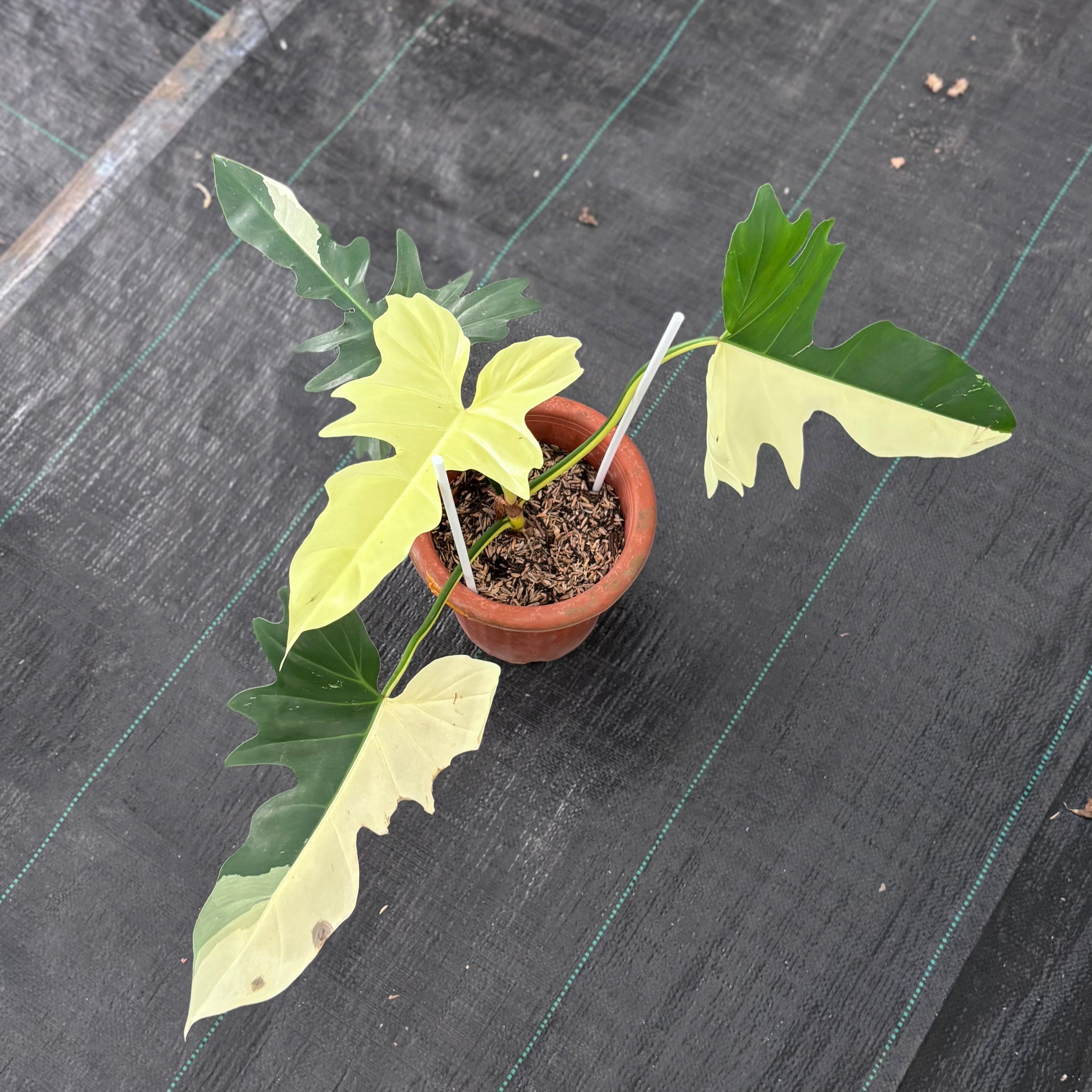 Philodendron golden dragon variegated