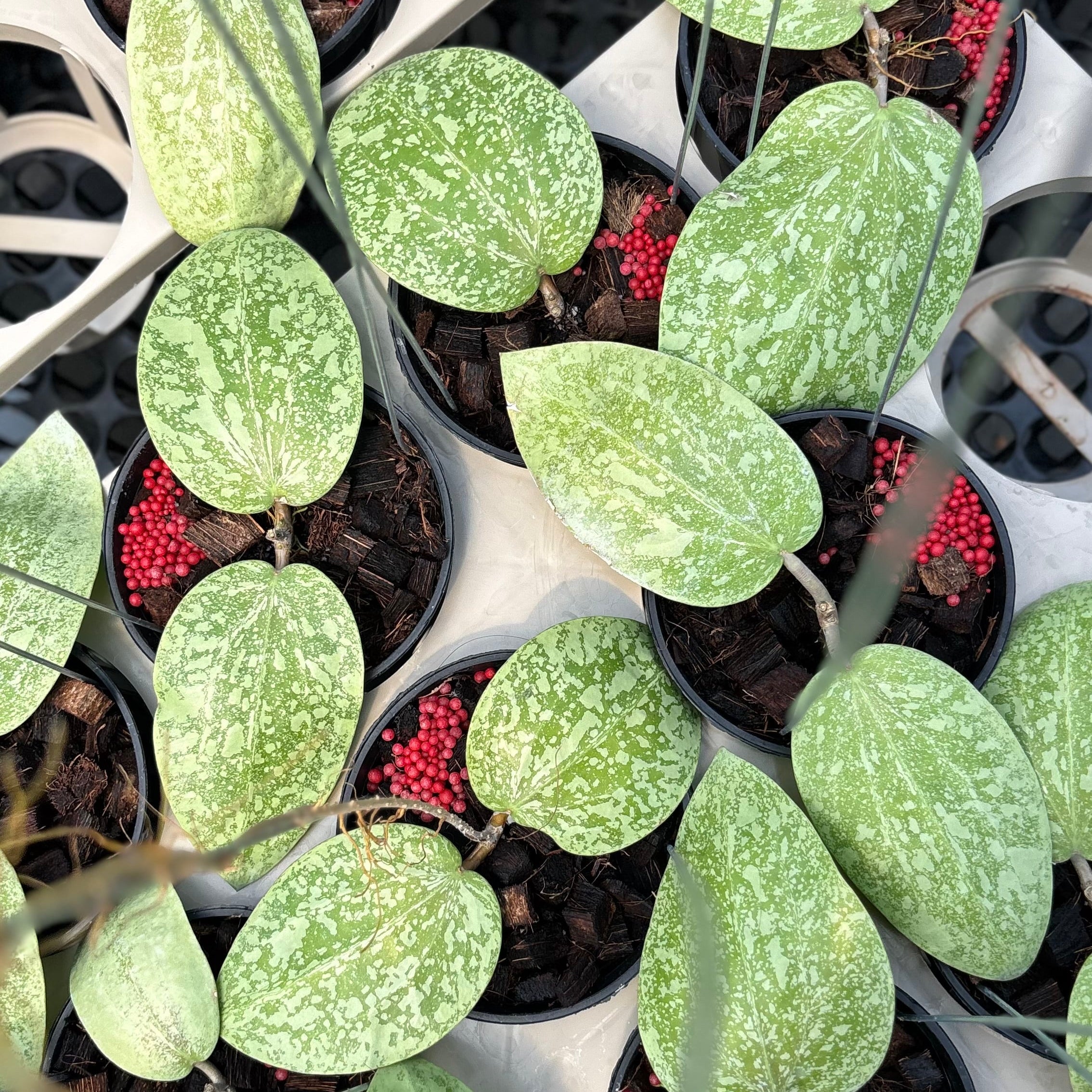 Hoya glabra silver splash