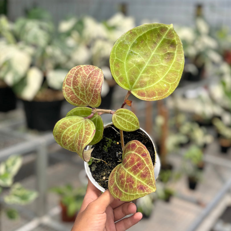 Hoya Latifolia sp Sarawak