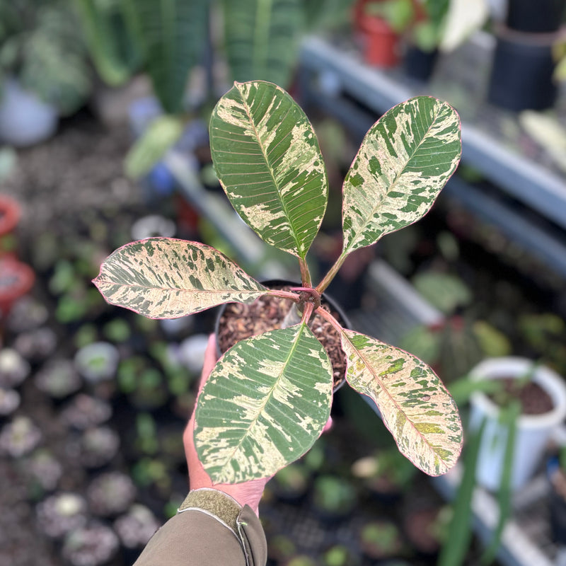 Plumeria rubra ‘maya’ variegated