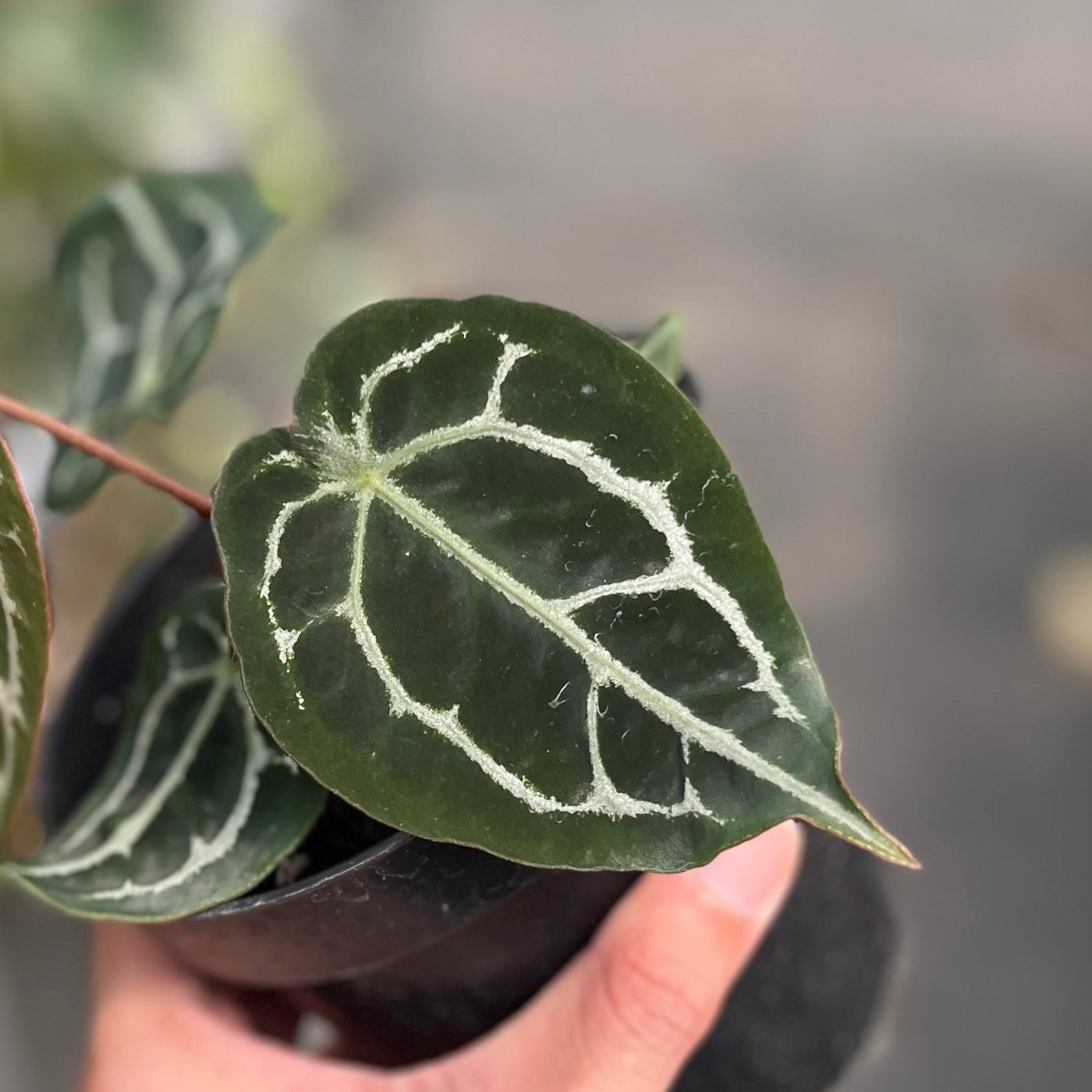 Anthurium forgetii x (michelle x tortoise grey)