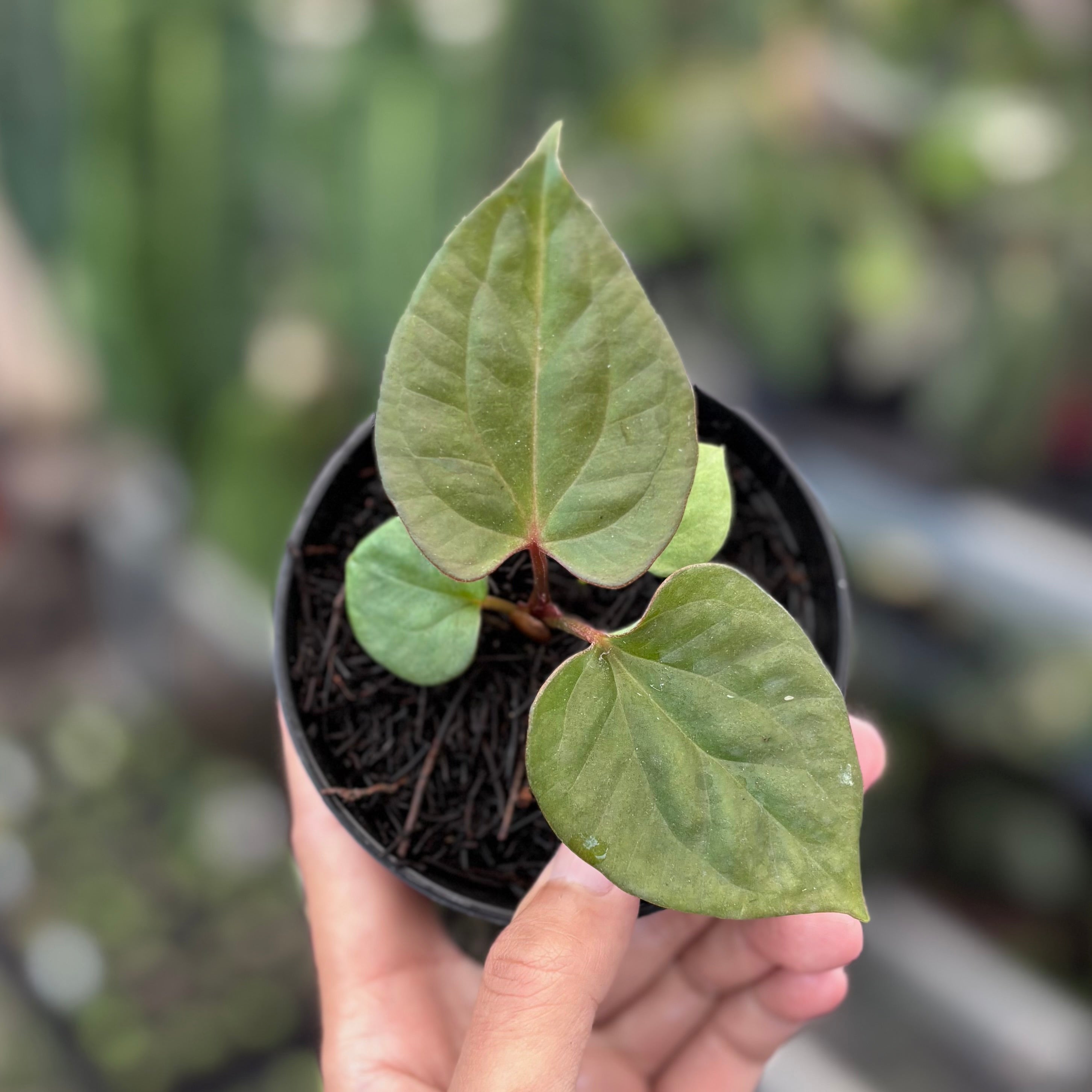 Anthurium king of spades x luxurians