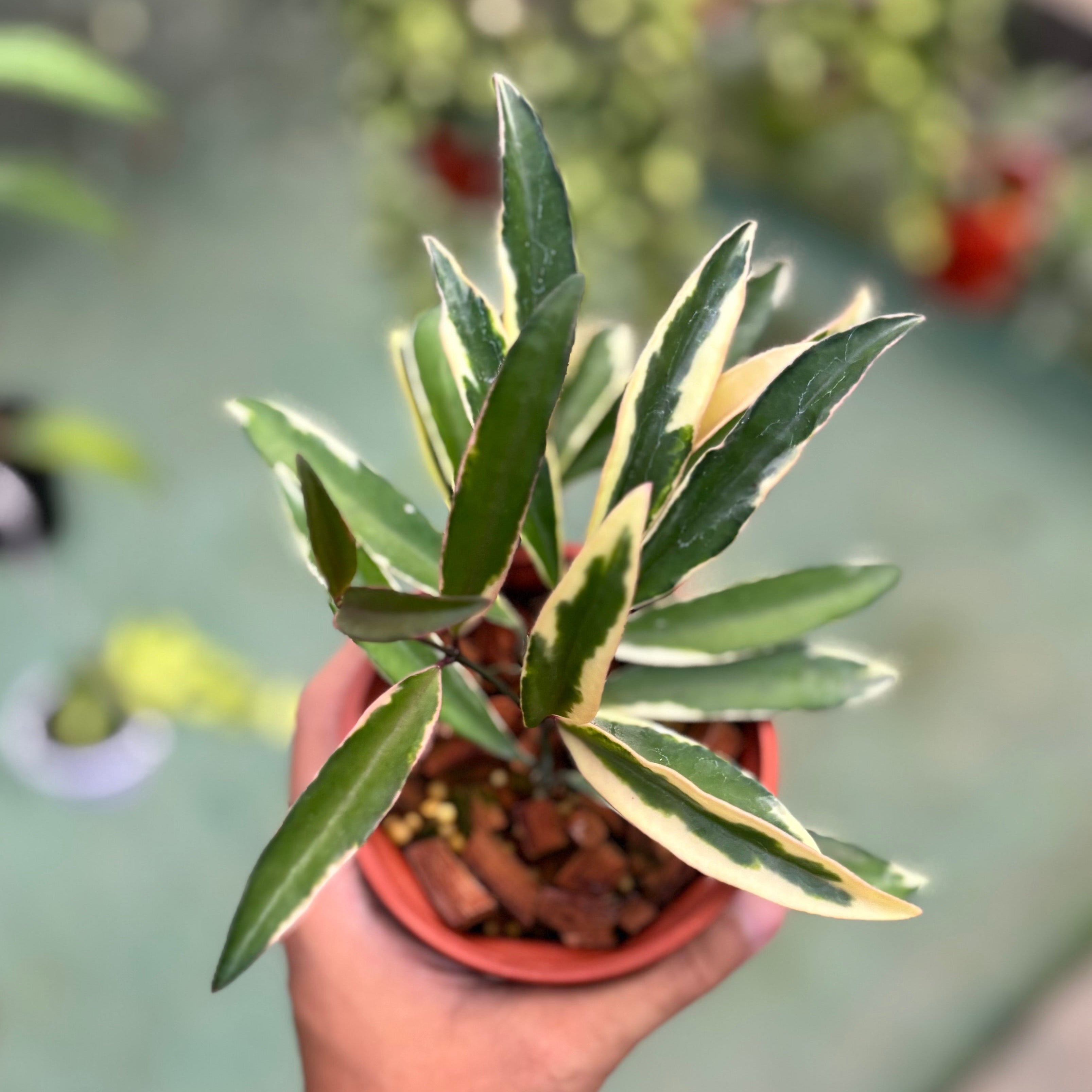 Hoya wayetii albomarginata