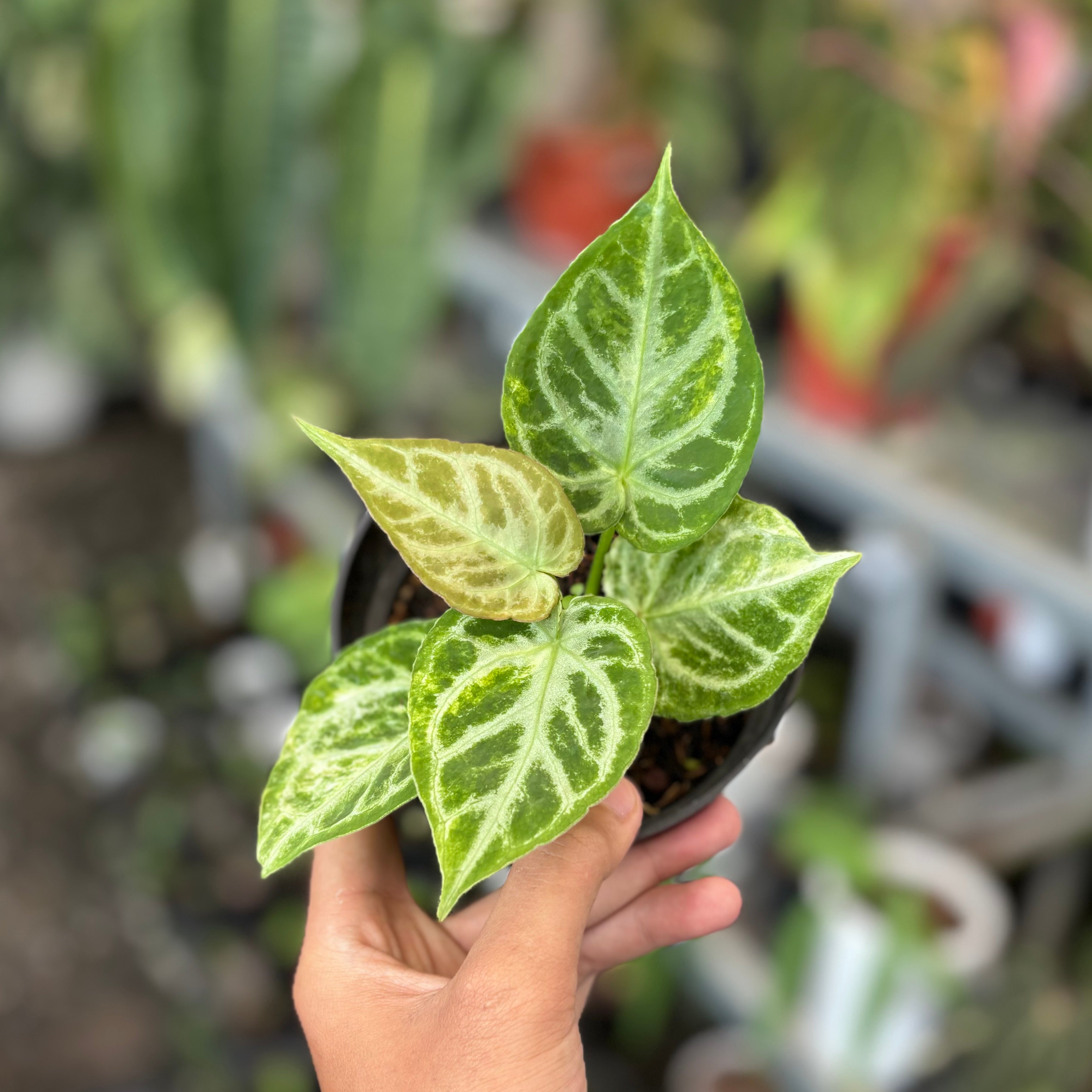 Anthurium dorayaki silver variegated
