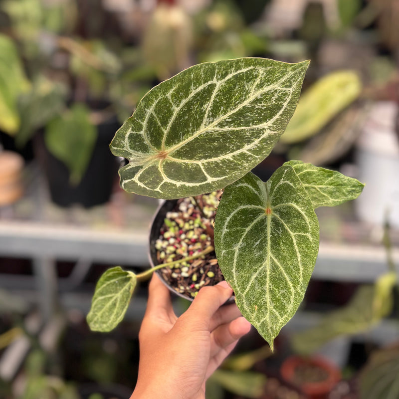 Anthurium red spider platinum variegated