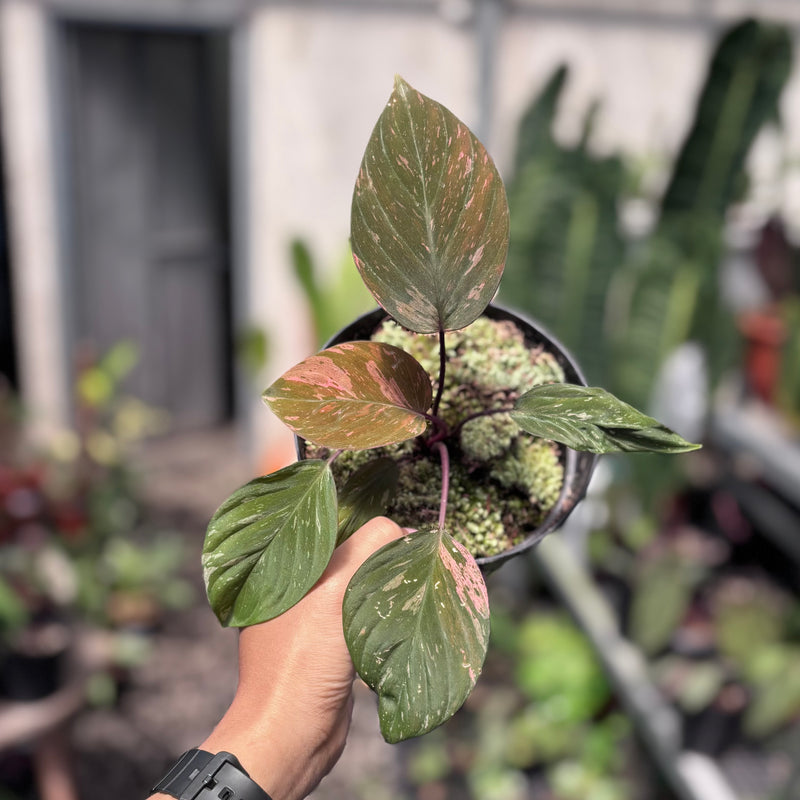 Homalomena humilis pink variegated