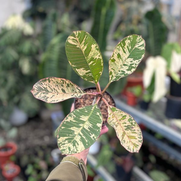 Plumeria rubra ‘maya’ variegated