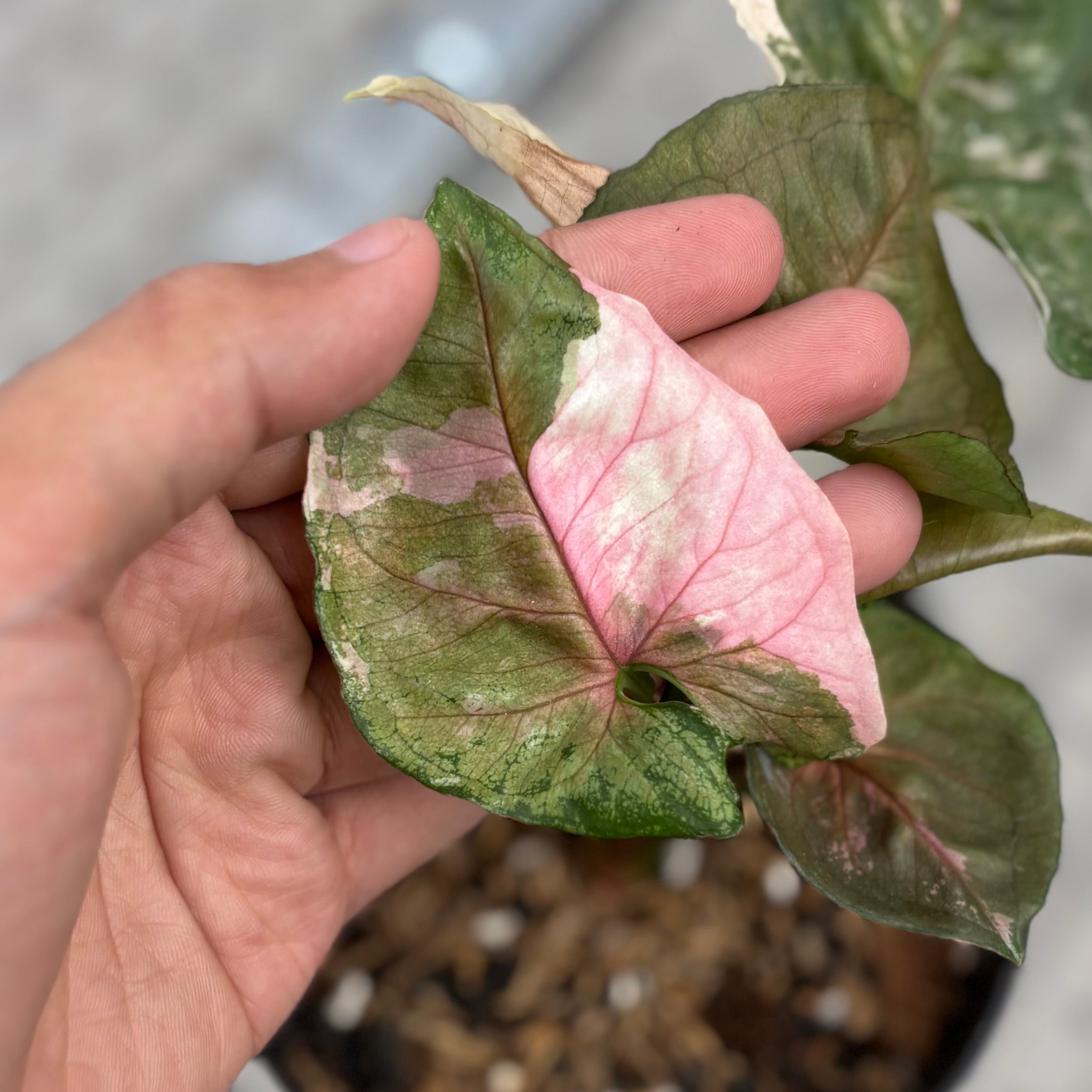 Syngonium strawberry ice galaxy