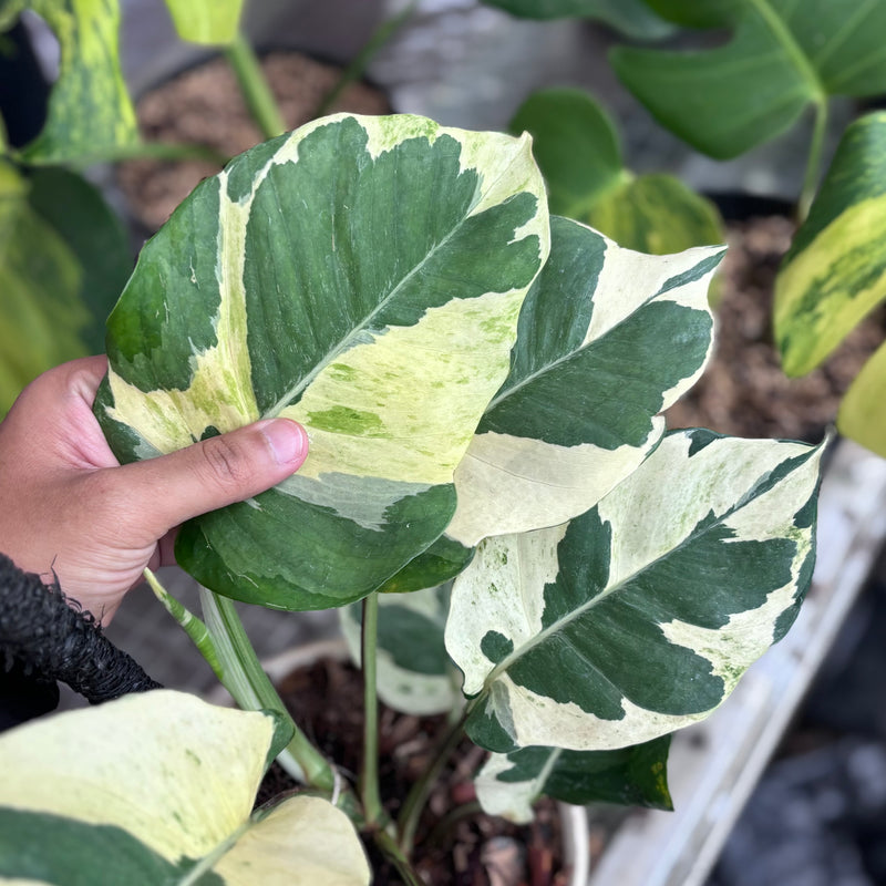 Epipremnum aureum ‘Njoy Pothos’ - Mature size