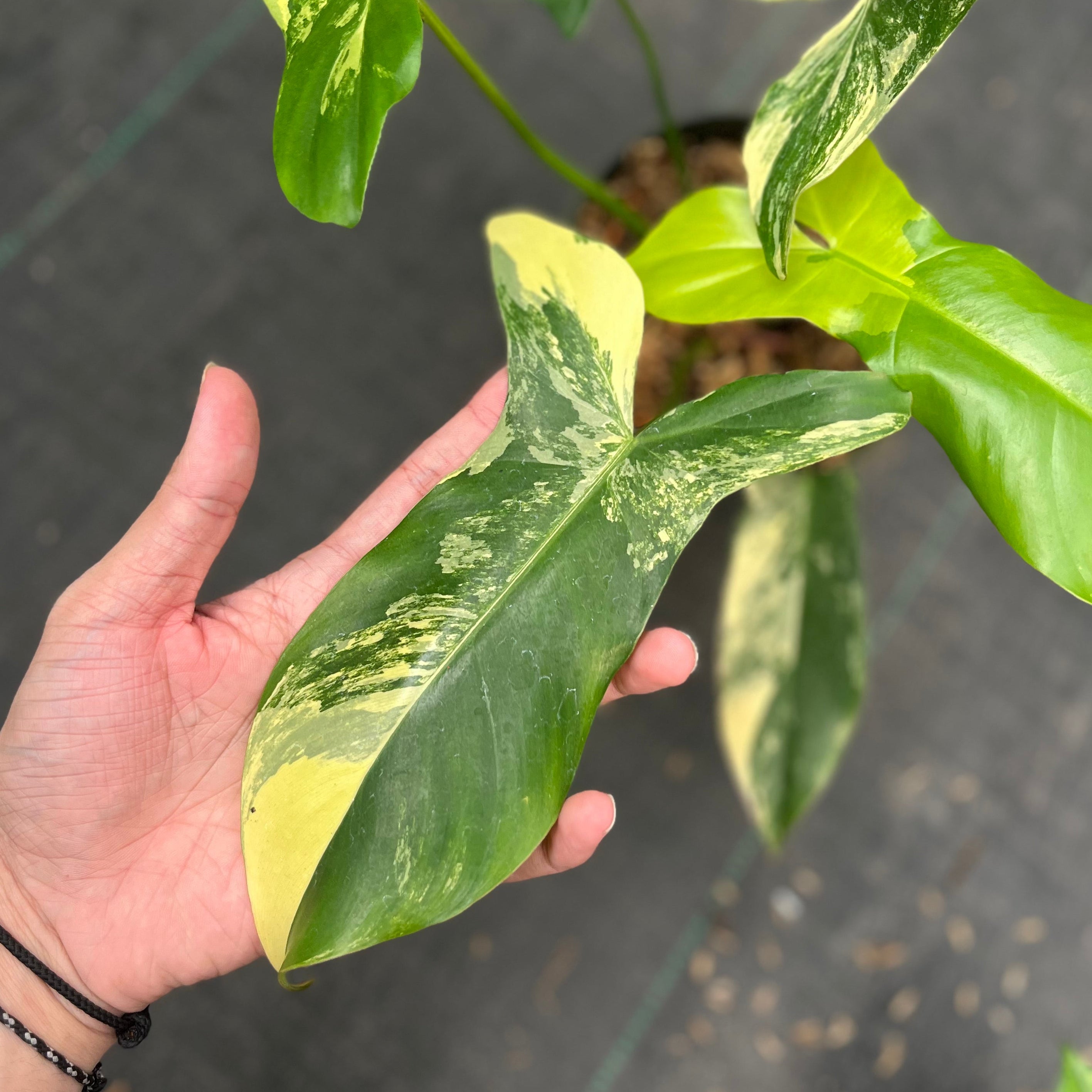 Philodendron paradise beauty (Florida beauty x Paraiso verde)