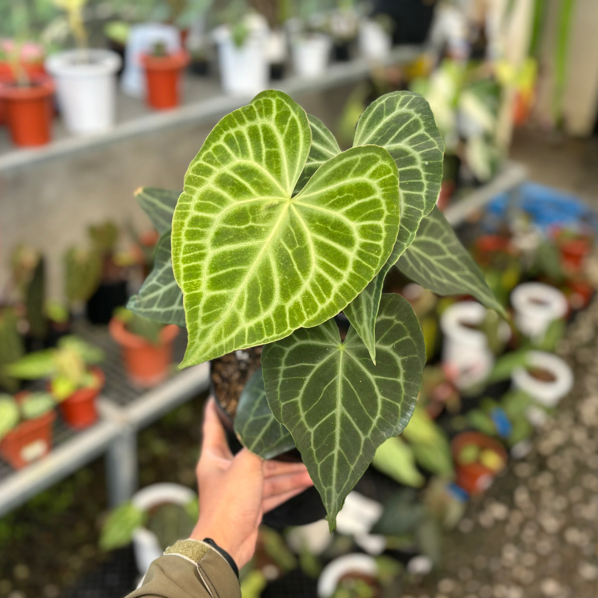 anthurium clarinervium x warocqueanum Anthurium warocqueanum x clarinervium