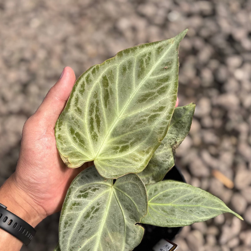 Anthurium silver chrome - full silver
