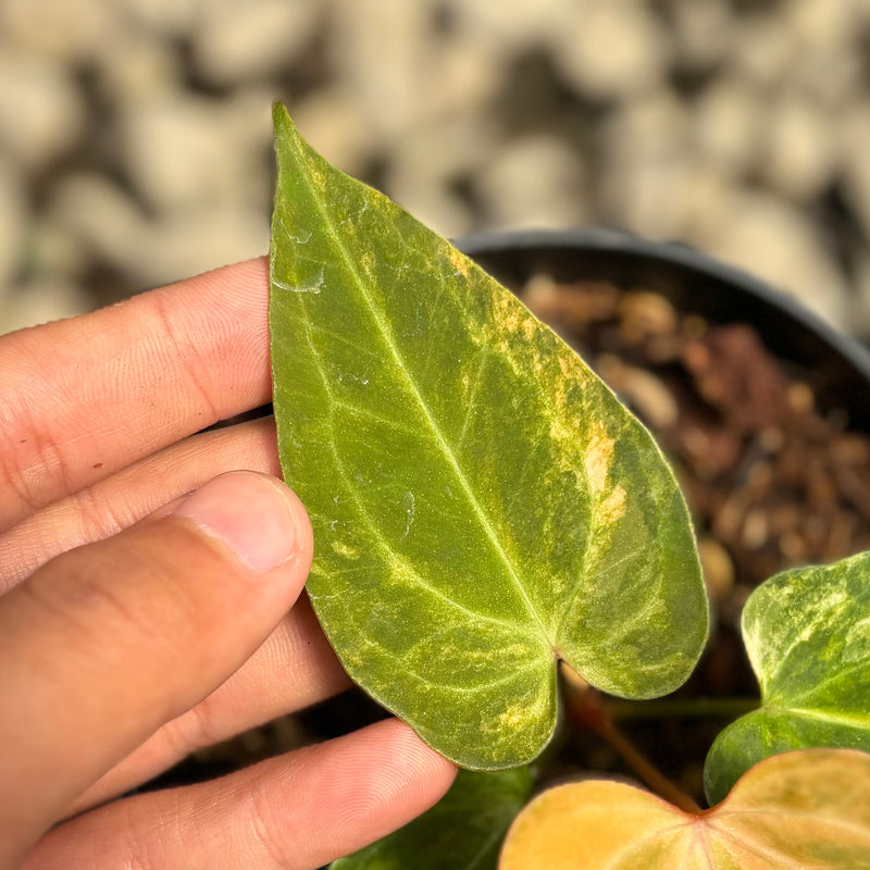 Anthurium papillilaminum pink variegated x KOS (King Of Spades)