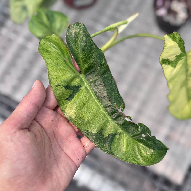 Philodendron paraiso verde variegated