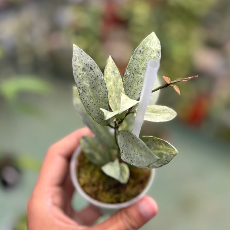 Hoya lacunosa winter pandora