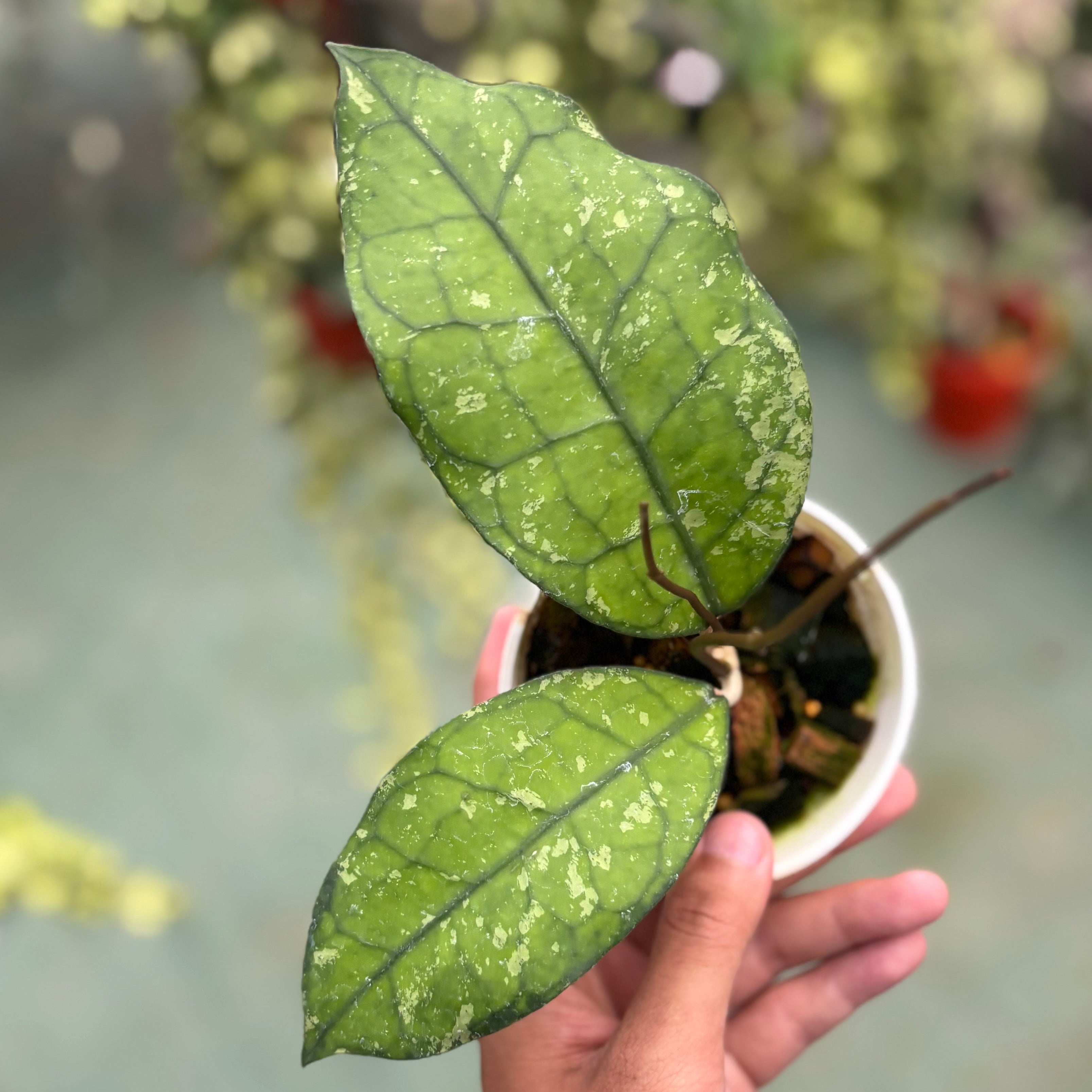 Hoya clemensiorum ‘borneo splash’
