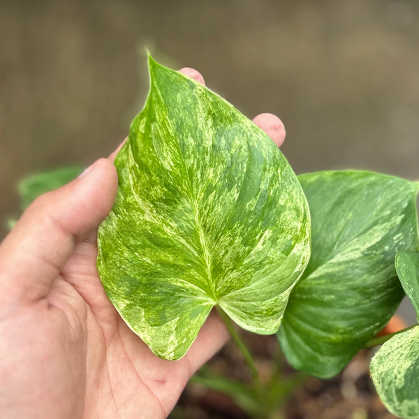 Homalomena rubescens marble variegated Sp Borneo