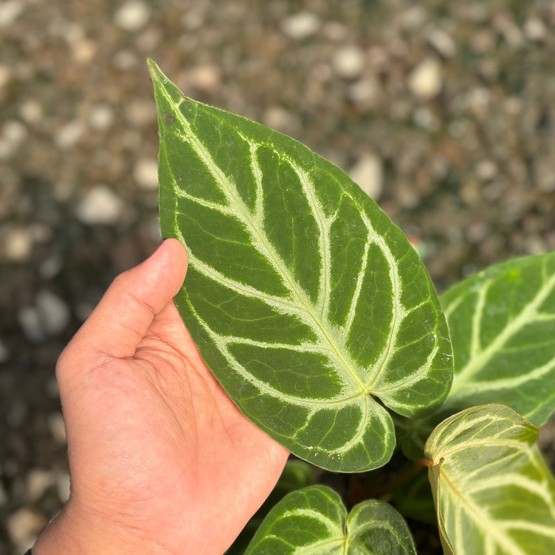 Anthurium green mamba x silver blush