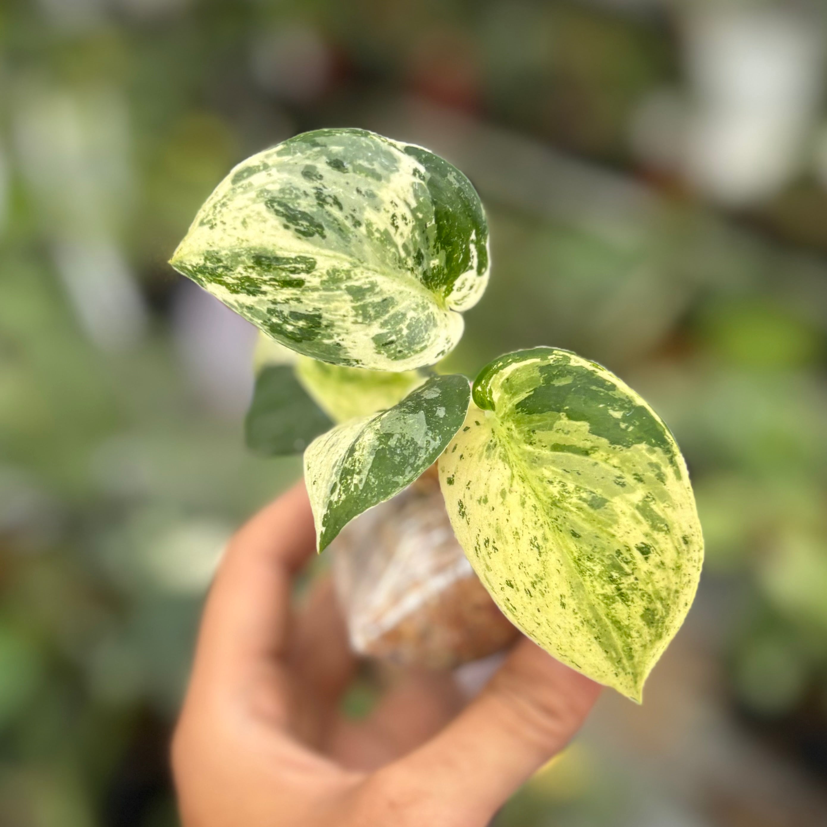 Scindapsus silver satin variegated