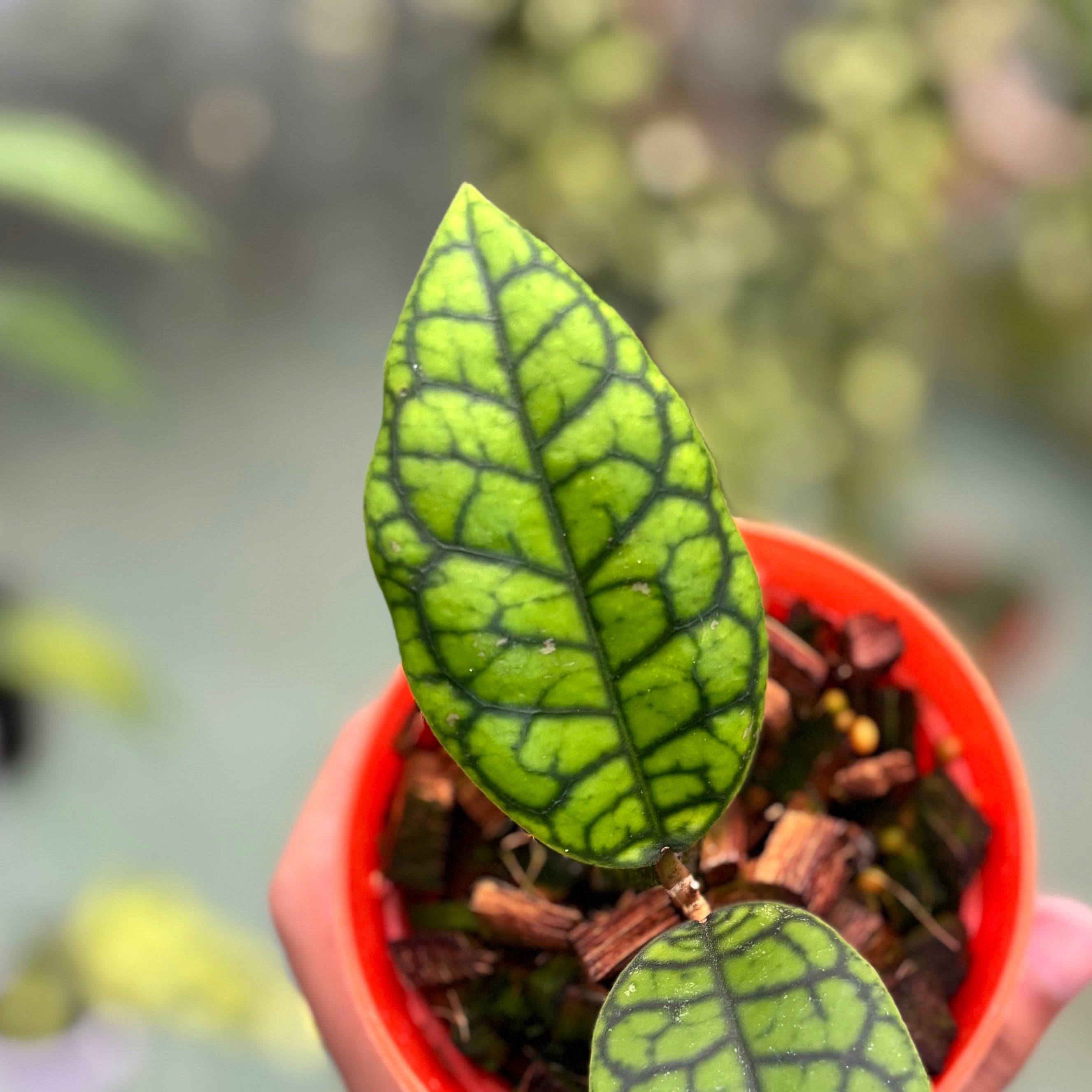 Hoya callistophylla black octopus